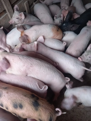 Purcei De Rasă 15-30 kg