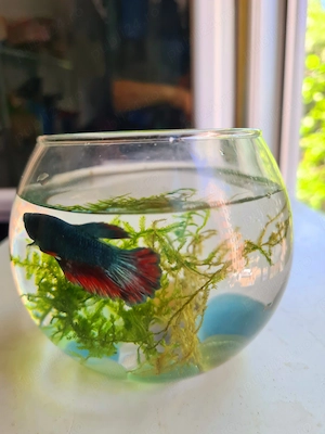 Peste Exotic Betta Foarte Frumos  - imagine 3