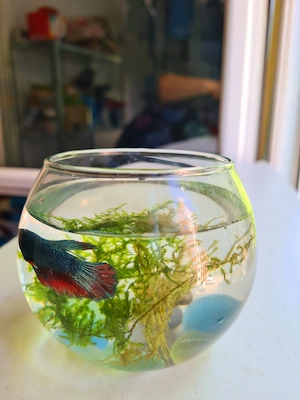 Peste Exotic Betta Foarte Frumos  - imagine 2