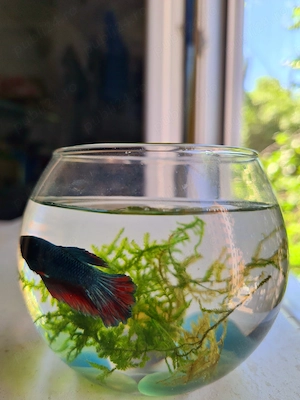Peste Exotic Betta Foarte Frumos  - imagine 5