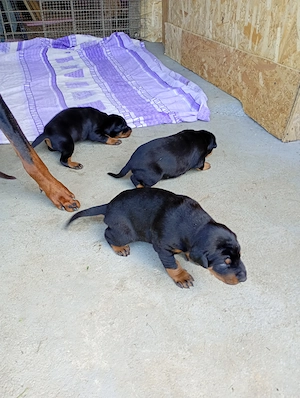 Catei Doberman masculi si femele - imagine 3