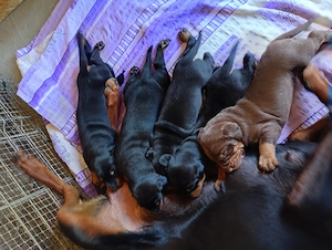 Catei Doberman masculi si femele