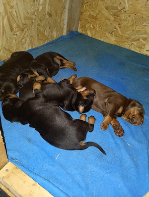 Catei Doberman masculi si femele - imagine 2