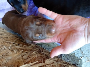Catei Doberman masculi si femele - imagine 5