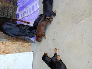 Catei Doberman masculi si femele - imagine 4