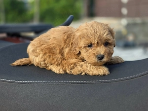 maltipoo mini toy