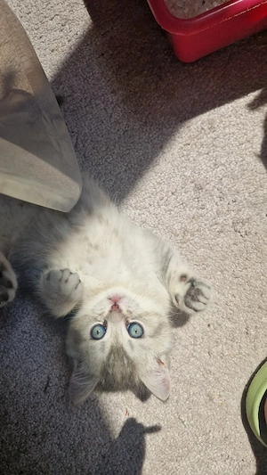Motănei British Shorthair - Timișoara  - imagine 5