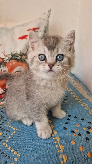 Motănei British Shorthair - Timișoara  - imagine 2