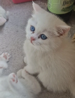 Motănei British Shorthair - Timișoara  - imagine 3