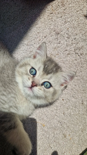 Motănei British Shorthair - Timișoara 