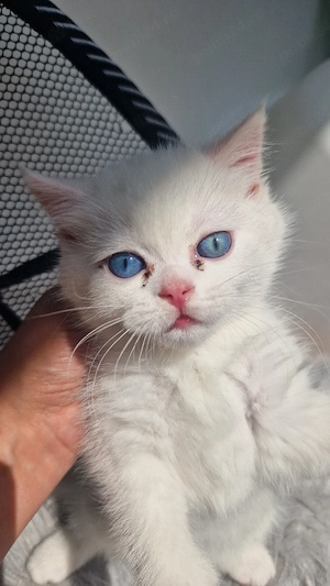 Motănei British Shorthair - Timișoara  - imagine 4