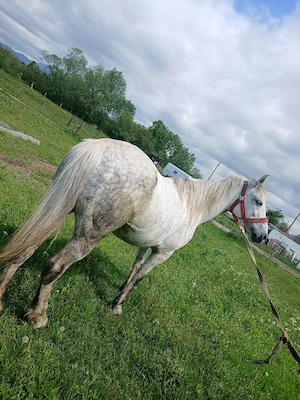 iapă lipițiană de vânzare