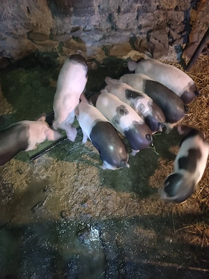 Purcei de 8 săptămâni 