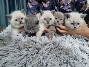 Pisoiași British shorthair  - imagine 2