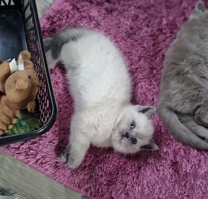 Pisoiași British shorthair  - imagine 3