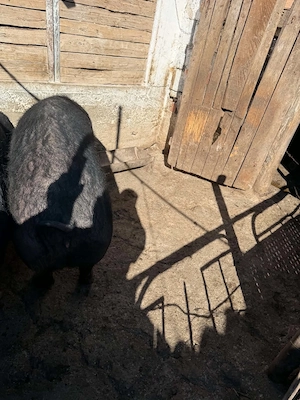 Vând scroafă detalii la telefon