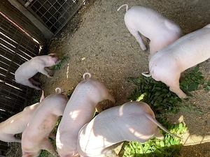 purcei landrace de vanzare - imagine 3