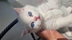 Motănei British Shorthair în Timișoara  - imagine 4
