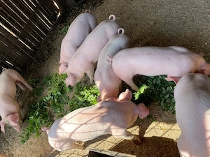 purcei landrace de vanzare - imagine 5