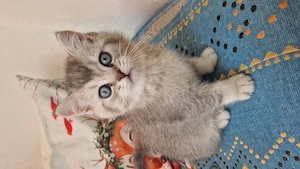 Motănei British Shorthair în Timișoara  - imagine 2