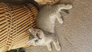 Motănei British Shorthair în Timișoara  - imagine 5