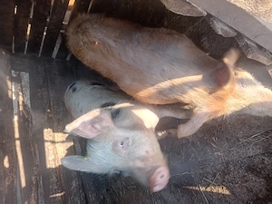 Vând porci cu greutate 