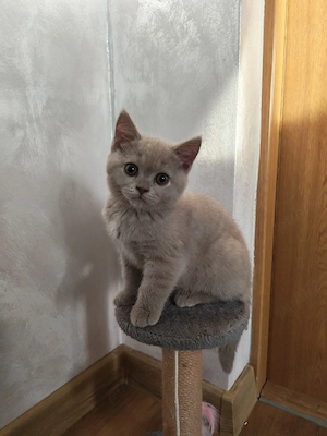 Pui british shorthair 