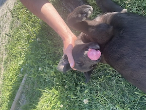 Cățeluș 3-4 luni aaadorabil și frumos pentru adopție  - imagine 4