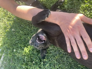 Cățeluș 3-4 luni aaadorabil și frumos pentru adopție  - imagine 5