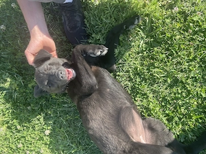 Cățeluș 3-4 luni aaadorabil și frumos pentru adopție  - imagine 2