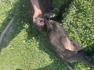 Cățeluș 3-4 luni aaadorabil și frumos pentru adopție  - imagine 3