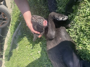 Cățeluș 3-4 luni aaadorabil și frumos pentru adopție 