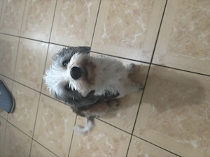Donez Bichon Havanez  - imagine 3