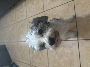 Donez Bichon Havanez  - imagine 2