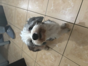 Donez Bichon Havanez 