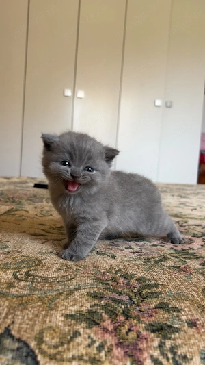 British Shorthair blue  - imagine 2