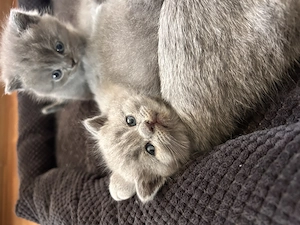 British Shorthair blue 