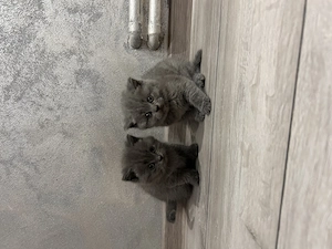British Shorthair blue  - imagine 3