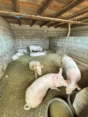 vand porci cudalbi,galati