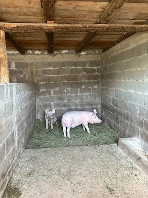 vand porci cudalbi,galati - imagine 2