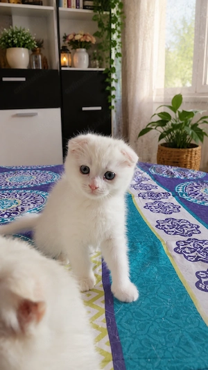 Scottish fold- Suceava - imagine 2