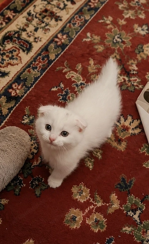 Scottish fold- Suceava - imagine 3