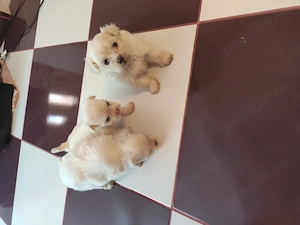 Vând Bichon Maltez  - imagine 2