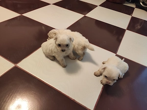 Vând Bichon Maltez  - imagine 4