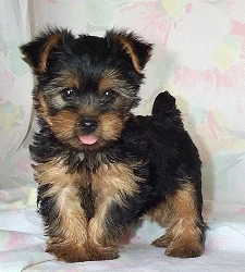 Yorkshire terrier mascul 2 luni