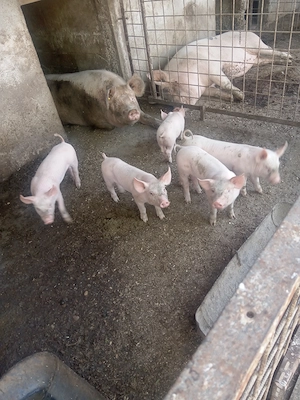 Purcei de vânzare de 6 săptămâni  - imagine 2