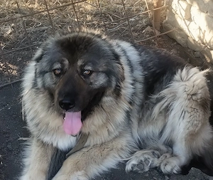 Donatie  femela rasa caucazian 