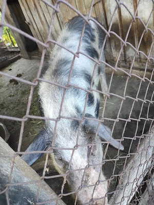 porc de vânzare 
