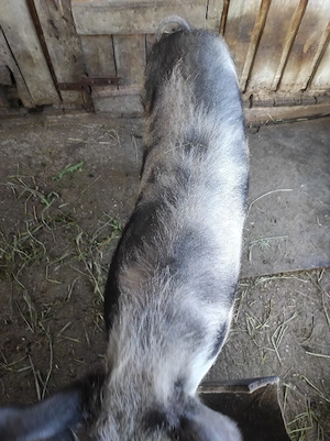 porc de vânzare  - imagine 2