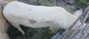 Vând Porc,preț negociabil 